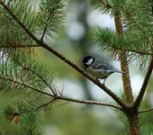 tolinchen-01