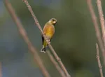 Ann-Jalabu